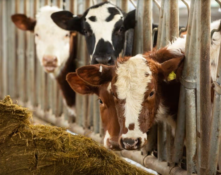 Watchdog urges Scotland to take action after repeatedly missing climate targets