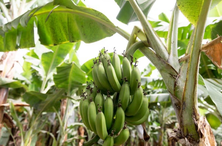 Climate crisis threatens the banana, the world’s most popular fruit, research shows