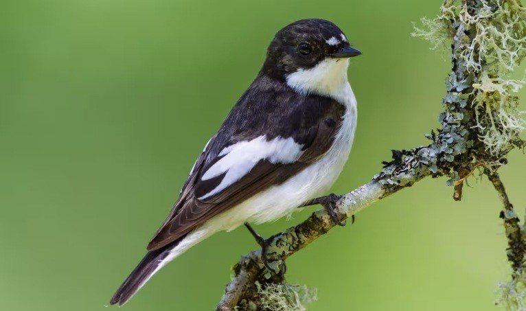 Weatherwatch: How ecologists are helping birds adapt to climate crisis
