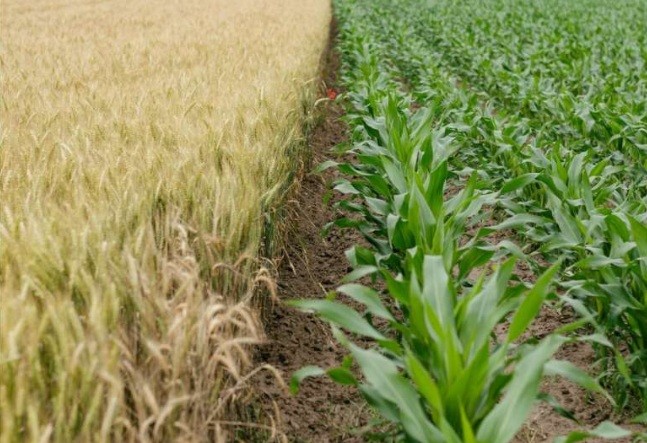 Report suggests future-proofing crops will require urgent and consistent effort