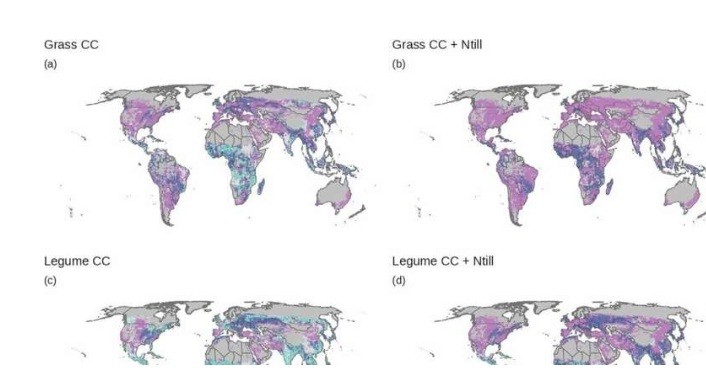 Cover crops may not be solution for both crop yield and carbon sequestration
