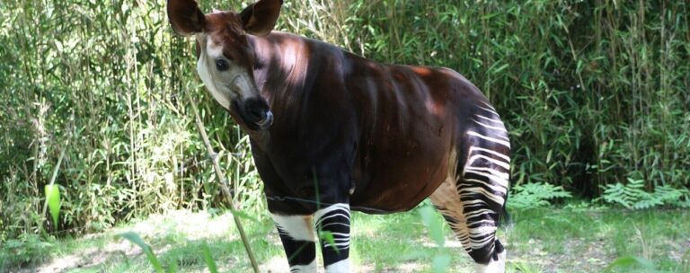 Endangered Species Day: Three animals on the path to recovery