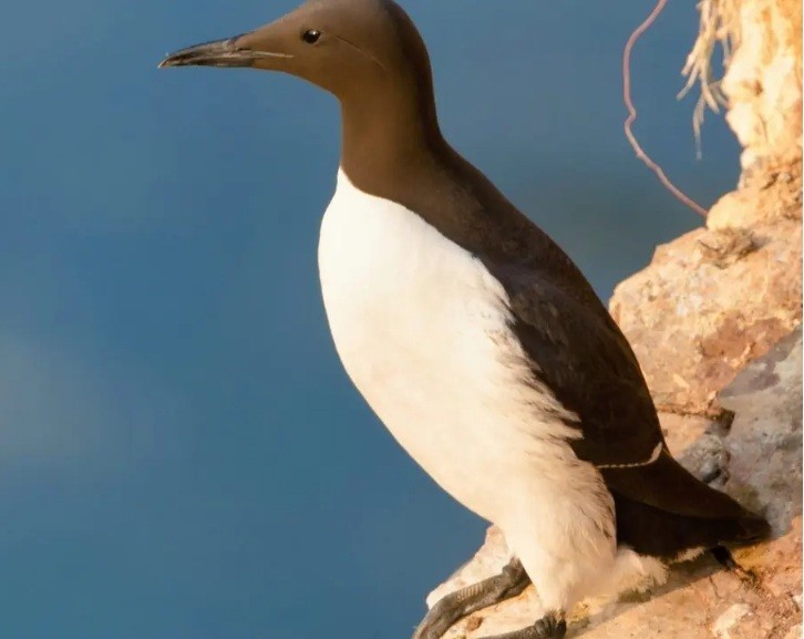 More than 3,500 animal species are directly threatened by climate change