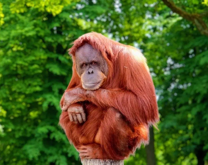 Most endangered primate species identified in new report