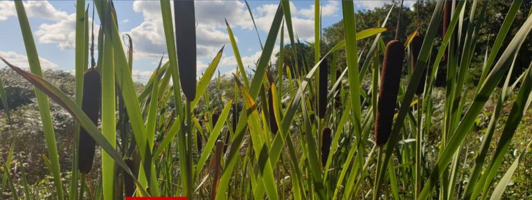 ‘A win-win for farmers’: how flooding fields in north-west England could boost crops
