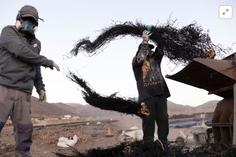 Chile’s vital underwater forests face threats from mining, warming seas