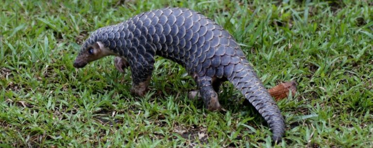 US proposes adding seven pangolin species to Endangered Species Act
