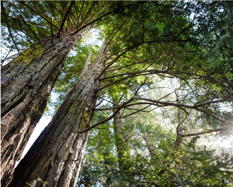 ‘Win-win’: new maps reveal best opportunities for global reforestation