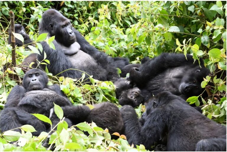 Gorilla habitats and pristine forest at risk as DRC opens half of country to oil and gas drilling bids