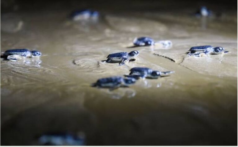 Pakistan signs UN treaty on protecting marine biodiversity beyond national borders