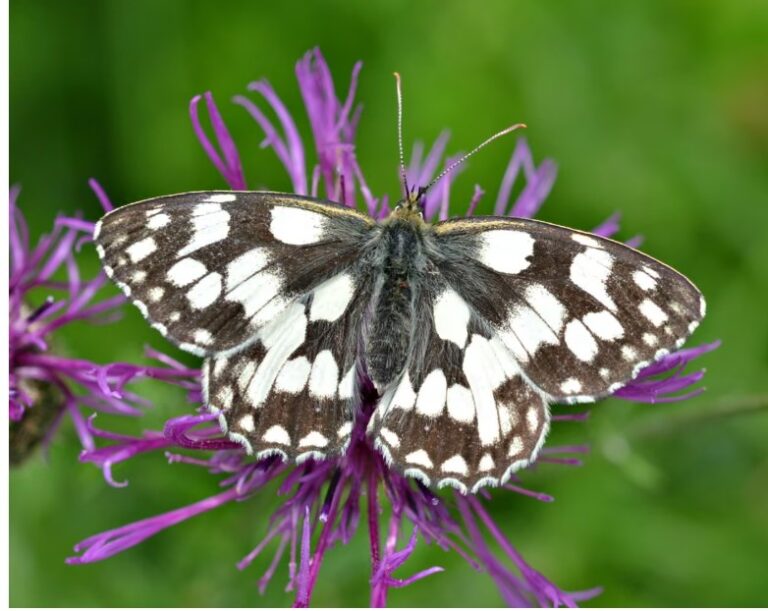 Britons urged to help measure butterfly recovery after 2024 slump