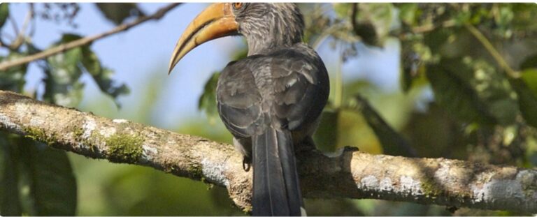 India’s first hornbill conservation centre announced