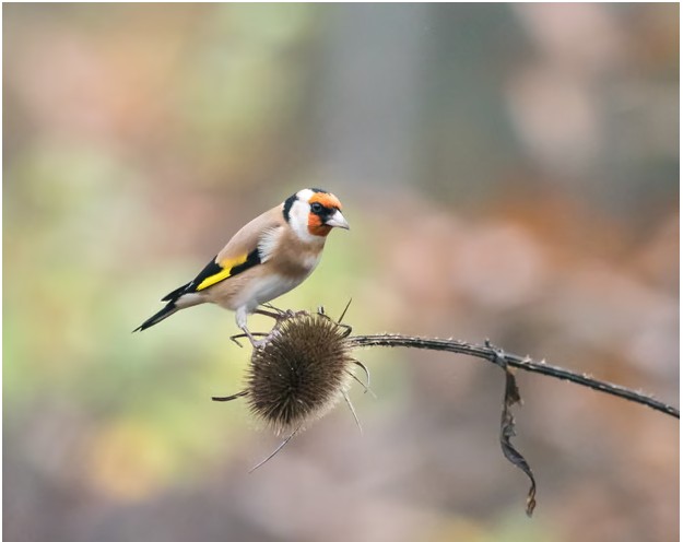 Light pollution causes urban birds to stay awake longer each day, study finds