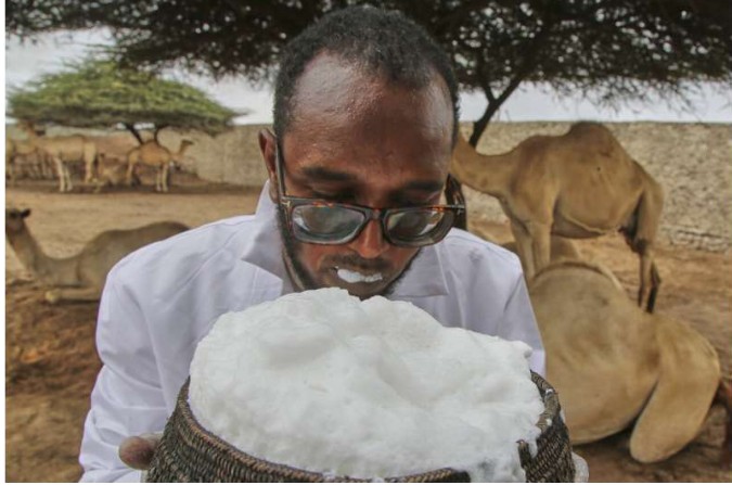Somalia’s camel milk revolution is improving nutrition and creating jobs