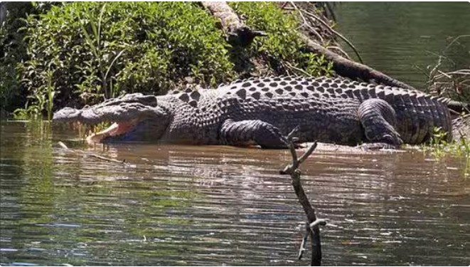 Sunderban crocodiles losing their nesting grounds due to climate change: Govt report