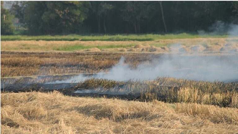 Crop residue burning has impacts beyond pollution — study finds disruption in microbial biodiversity, increased pests and fertiliser use