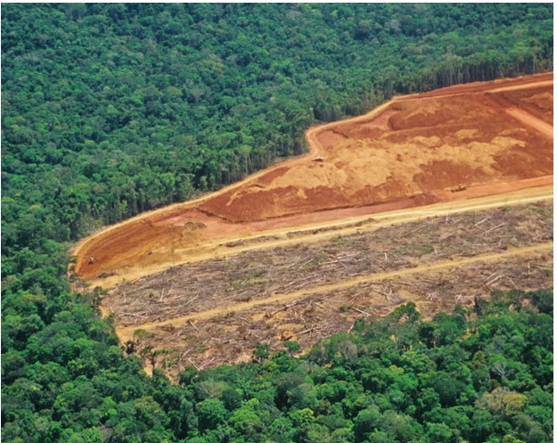 Deforestation has killed half a million people in past 20 years, study finds