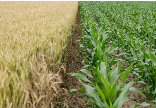 International food trade diverts world’s water resources towards wealthier nations, report warns