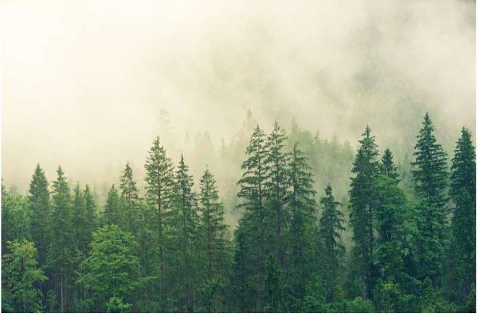 Forest expansion increases agricultural output, new study shows