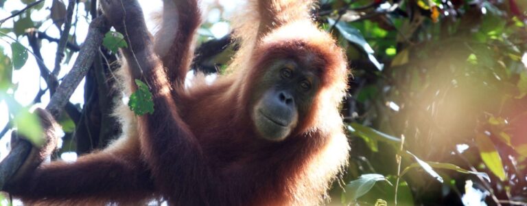 Global brands join drive for deforestation-free palm oil in Indonesia’s Aceh