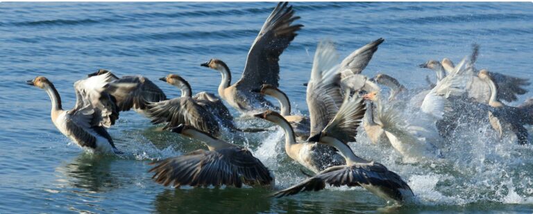 Global wetlands conference results in resolutions for restoration & protection