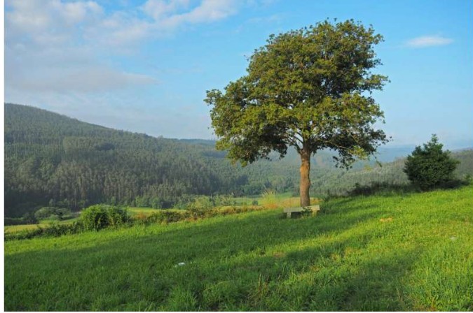 Human influence reduces natural land carbon stocks by 24%, study finds