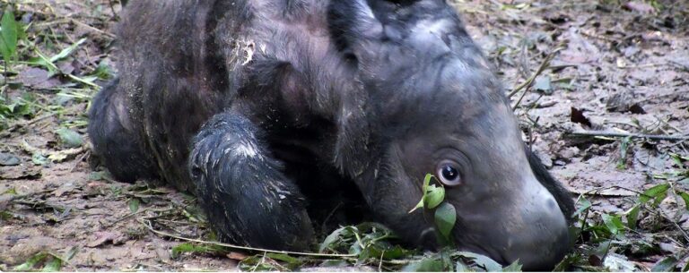Javan rhino numbers plunge; Sumatran rhinos remain near extinction: Report