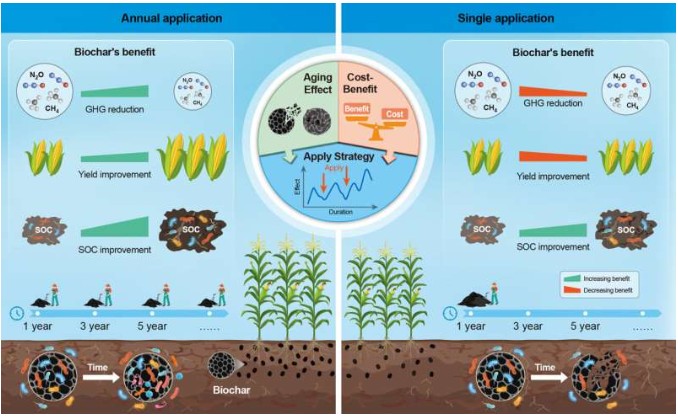Long-term biochar can sustainably boost crop yields and cut greenhouse gas emissions