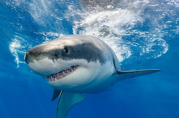 Toothless sharks? Ocean acidification could erode predator’s vital weapon, study finds
