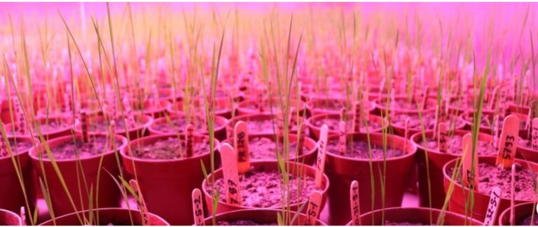 Scientists turn to speed breeding to develop resilient, high yield crops