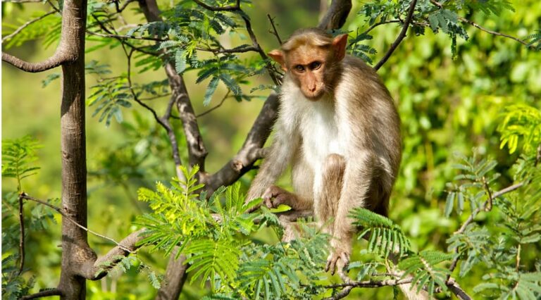 Kerala’s Draft Wildlife Bill is a dangerous shortcut with far-reaching consequences