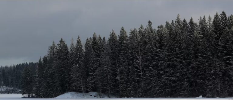 Sweden and Finland urge revision of EU’s forestry climate targets