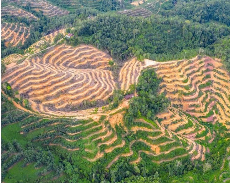 Millions exposed to deadly heat from deforestation