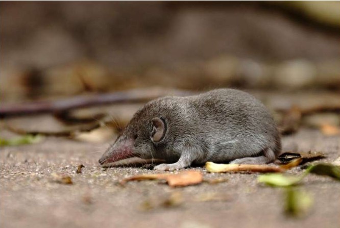 And then there were none: Australia’s only shrew declared extinct