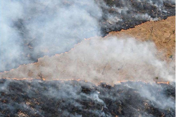 Global goal to end deforestation nowhere near being met: Experts