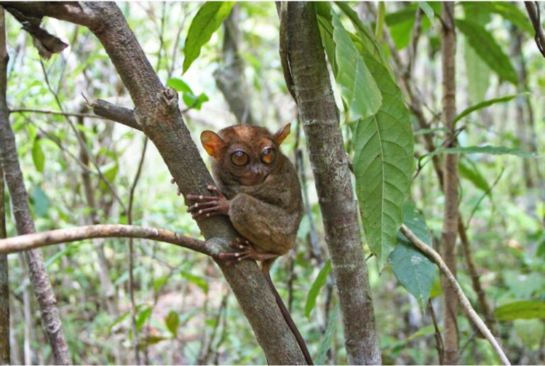 Indigenous voices shape UNESCO’s new 10-year plan for biosphere reserves