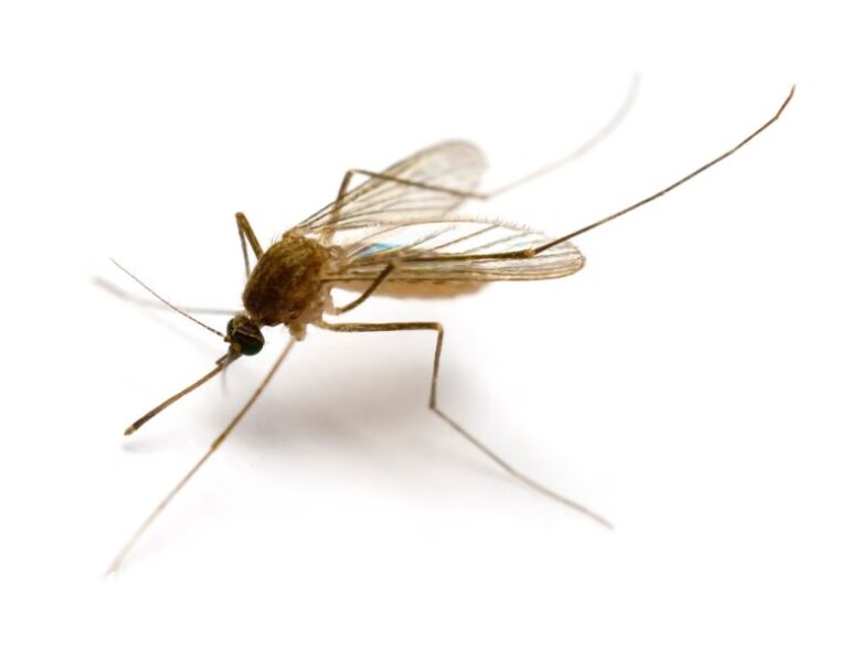 Mosquitoes found in Iceland for first time as climate crisis warms country