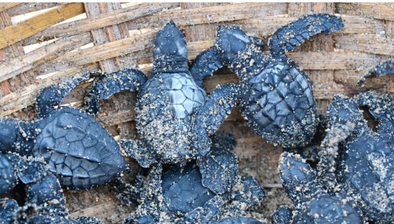 M.S. Swaminathan Research Foundation’s mobile app to protect Olive Ridley turtles wins IUCN conservation award