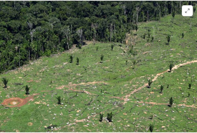 Investors managing $3 trillion in assets urge countries to stop deforestation