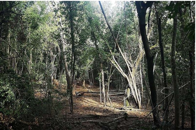 Strictly protected Mediterranean forests stay cooler, study finds