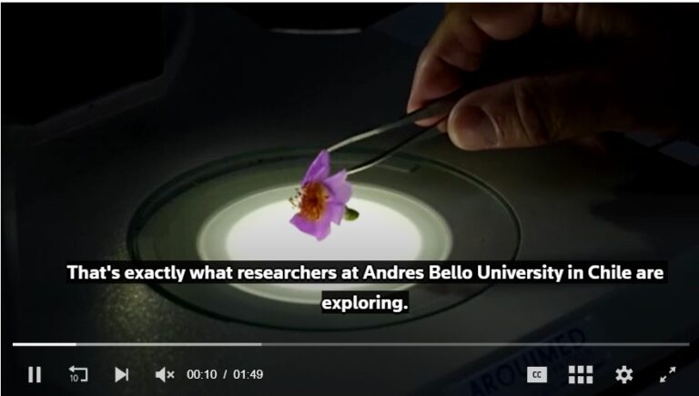 Chile’s Atacama desert flower could hold key to drought tolerant crops