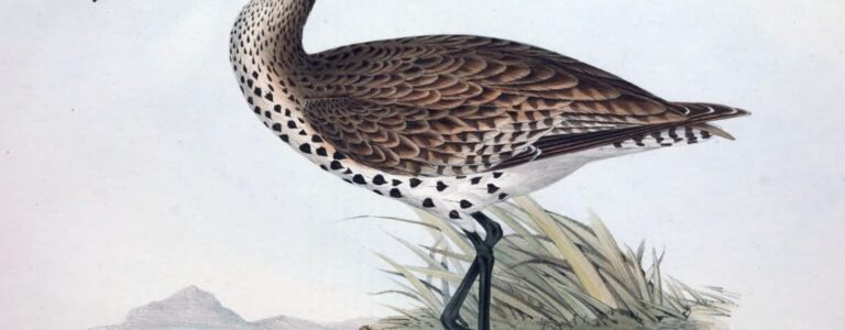 The slender-billed curlew, a migratory waterbird, is officially extinct: IUCN