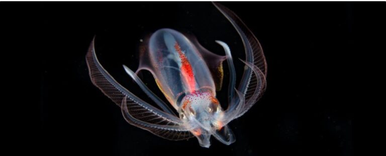 Global conservation body takes first step to protect ocean’s twilight zone