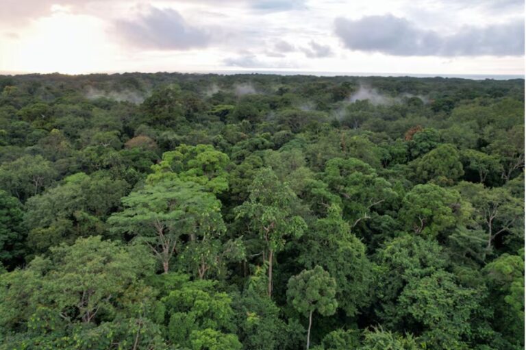 Gabon signs landmark climate finance deal for Congo rainforests