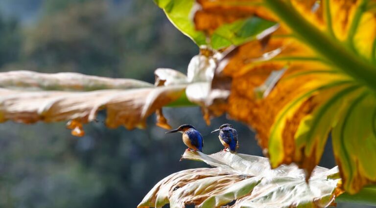 Seven countries secure $5.8million from Kunming Biodiversity Fund to make agriculture more nature-friendly