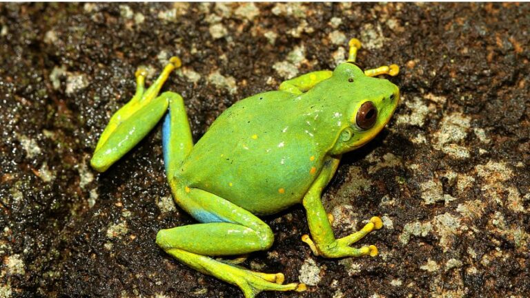Amphibians see steep global decline: Study finds 788 species in decline over four decades