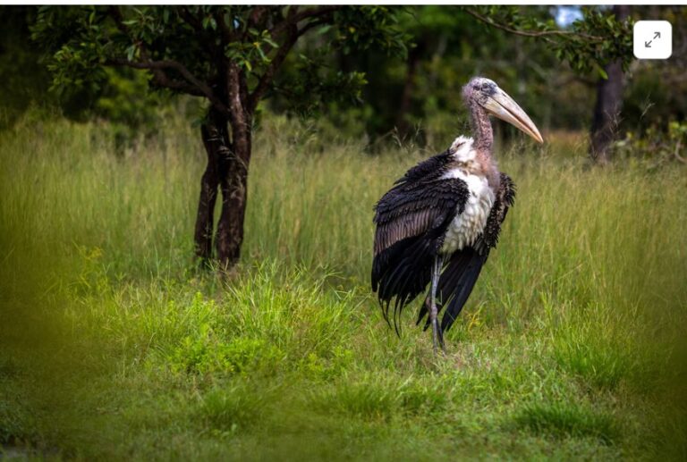 Cambodia releases rare captive-bred storks in conservation breakthrough