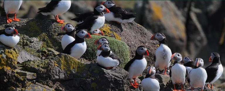 Researchers define the importance of the ‘circular seabird economy’