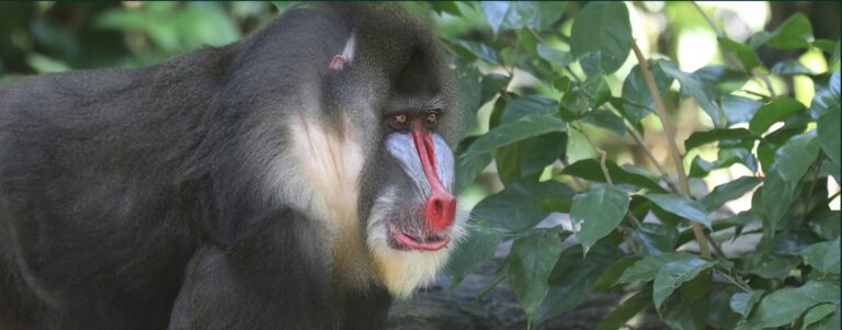 Congo Basin nations roll out community payments for forest care