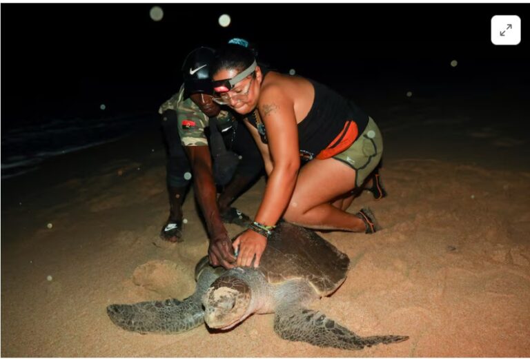 From hunters to guardians: Angolan villagers help to save endangered sea turtles